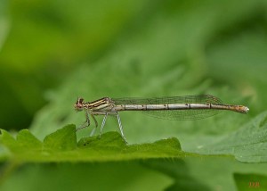 agrion_0454