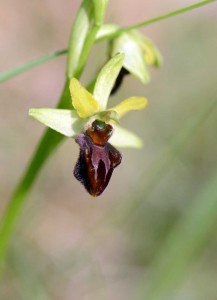 ophrys araigne_5162