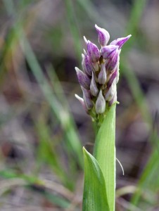 ophrys singe_5197