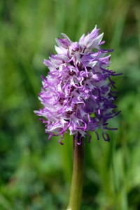 ophrys singe_5576