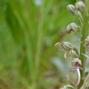 orchis-bouc_0621