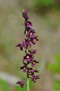 orchis-epipactis_0521