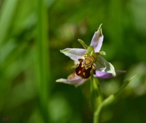 orchis-ophrys-apifera_0486