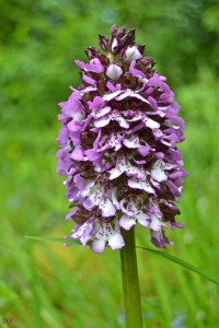 orchis-purpurea_0111