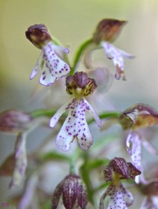 orchis-purpurea_0171