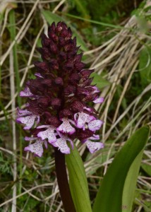 orchis-purpurea_5170