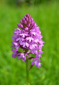 orchis-pyramidalis_0277