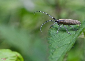 agapanthia-villosoviridescens_0013