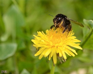 bourd-pollen_6614