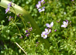 cardamine